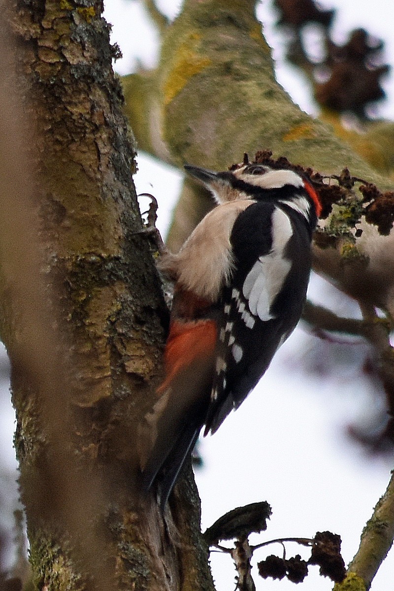 Great Spotted Woodpecker - ML620513724