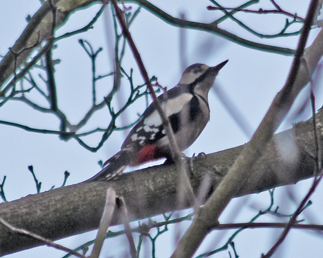 Great Spotted Woodpecker - ML620513725