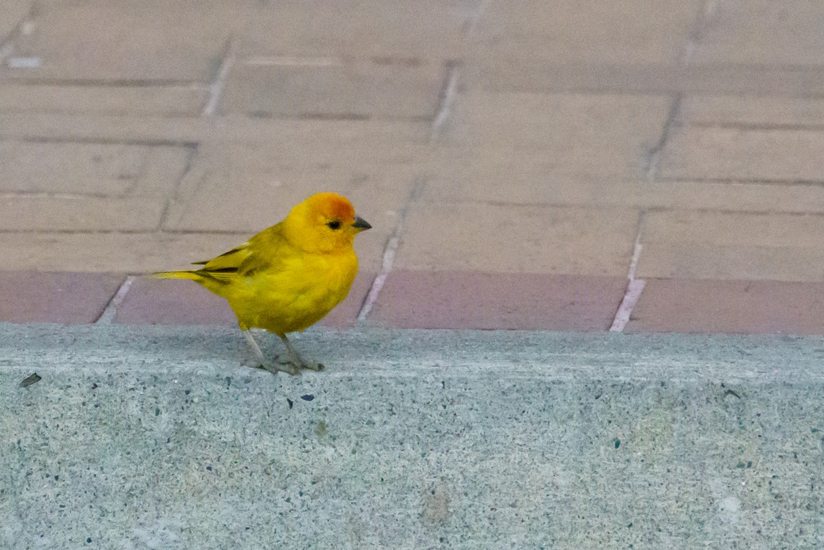 Saffron Finch - ML620513726