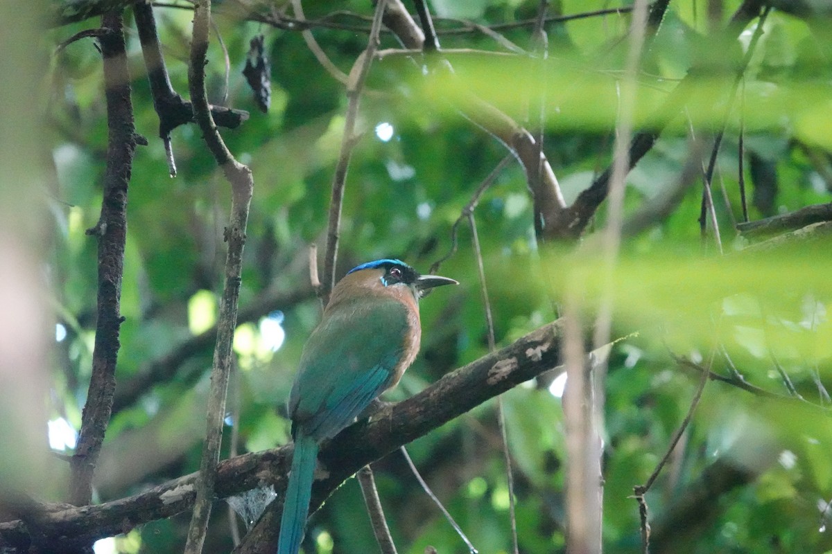 Lesson's Motmot - ML620513731