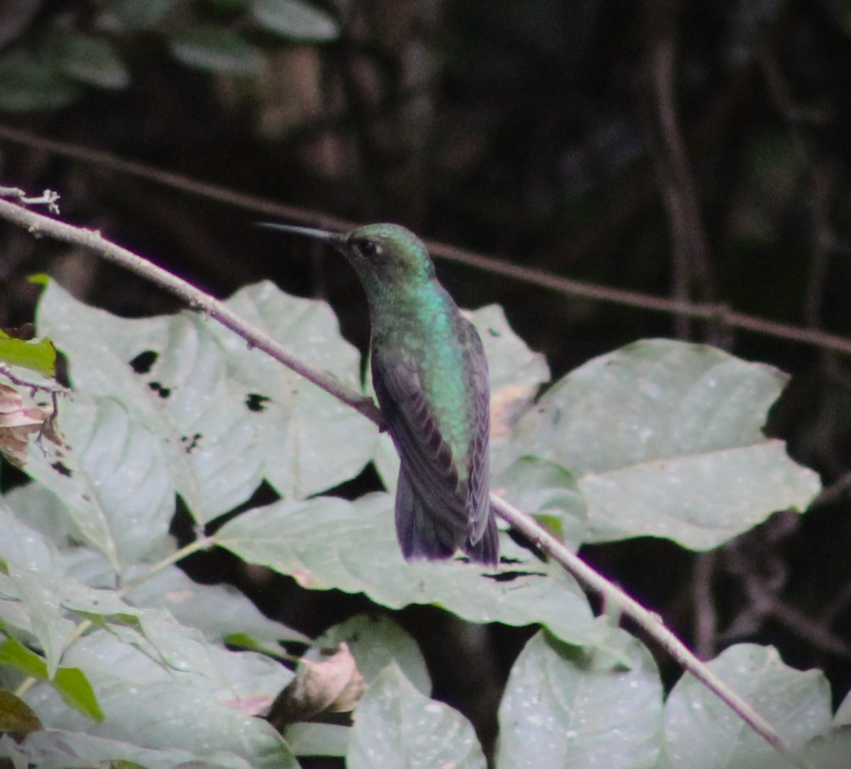 Glittering-throated Emerald - ML620513733