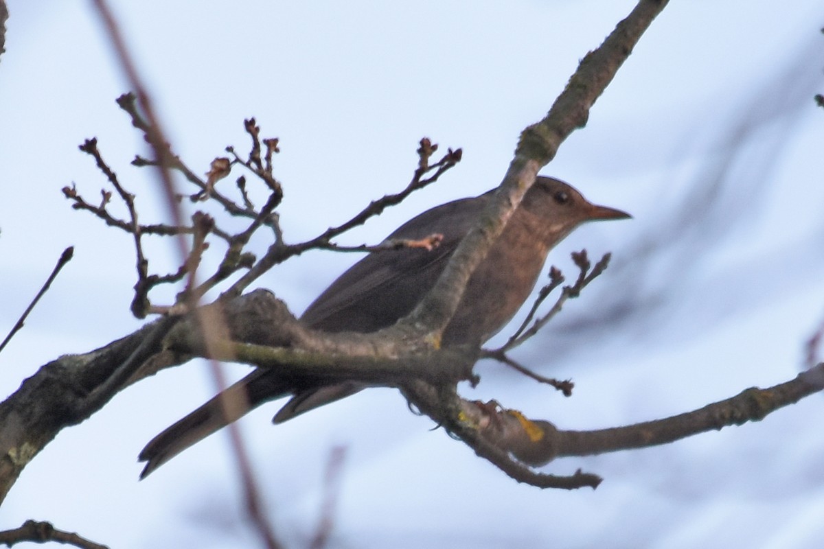 Eurasian Blackbird - ML620513734