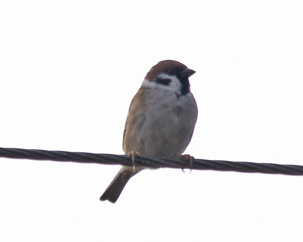 Eurasian Tree Sparrow - ML620513741