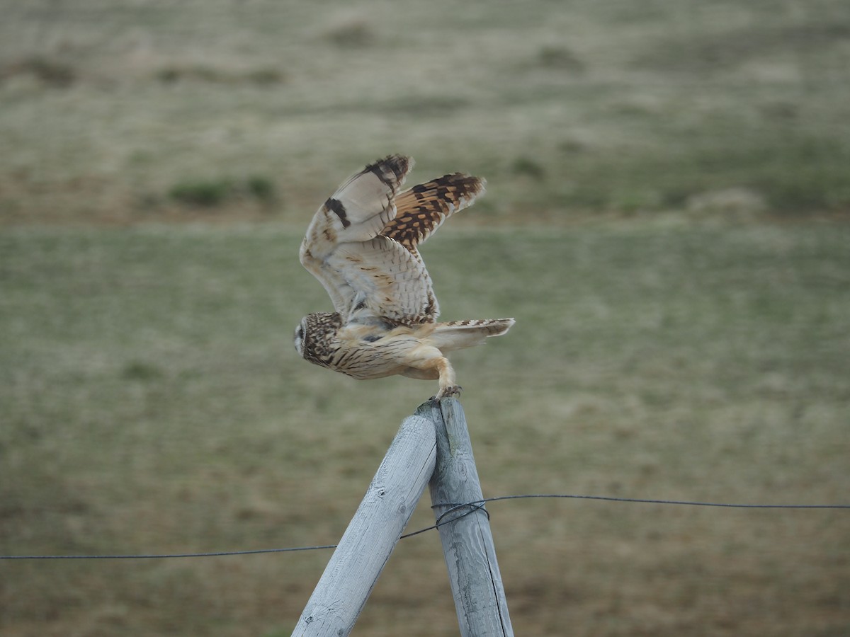 Short-eared Owl - david parsley