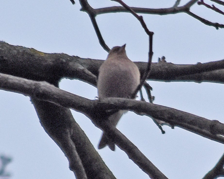 Common Chaffinch - ML620513753