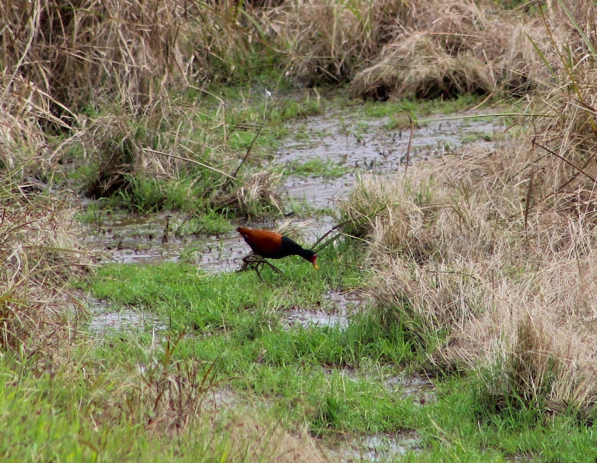 Wattled Jacana - ML620513757