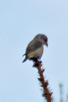 Red Crossbill - ML620513758