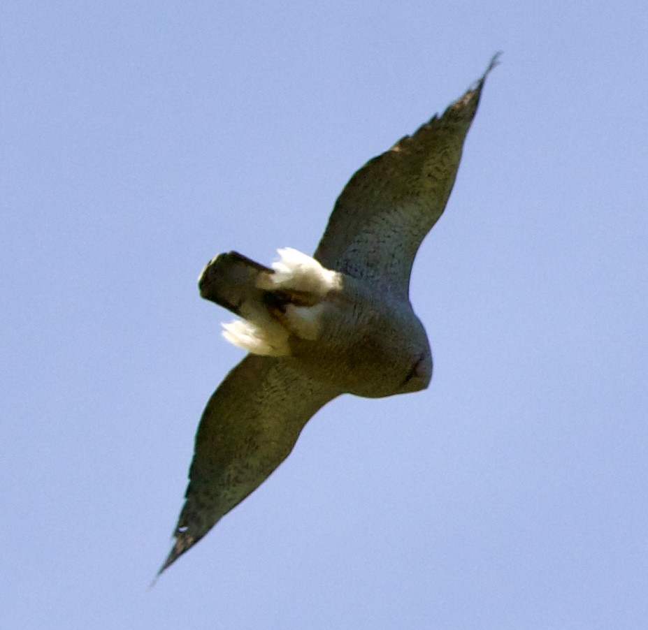 American Goshawk - Jessica D