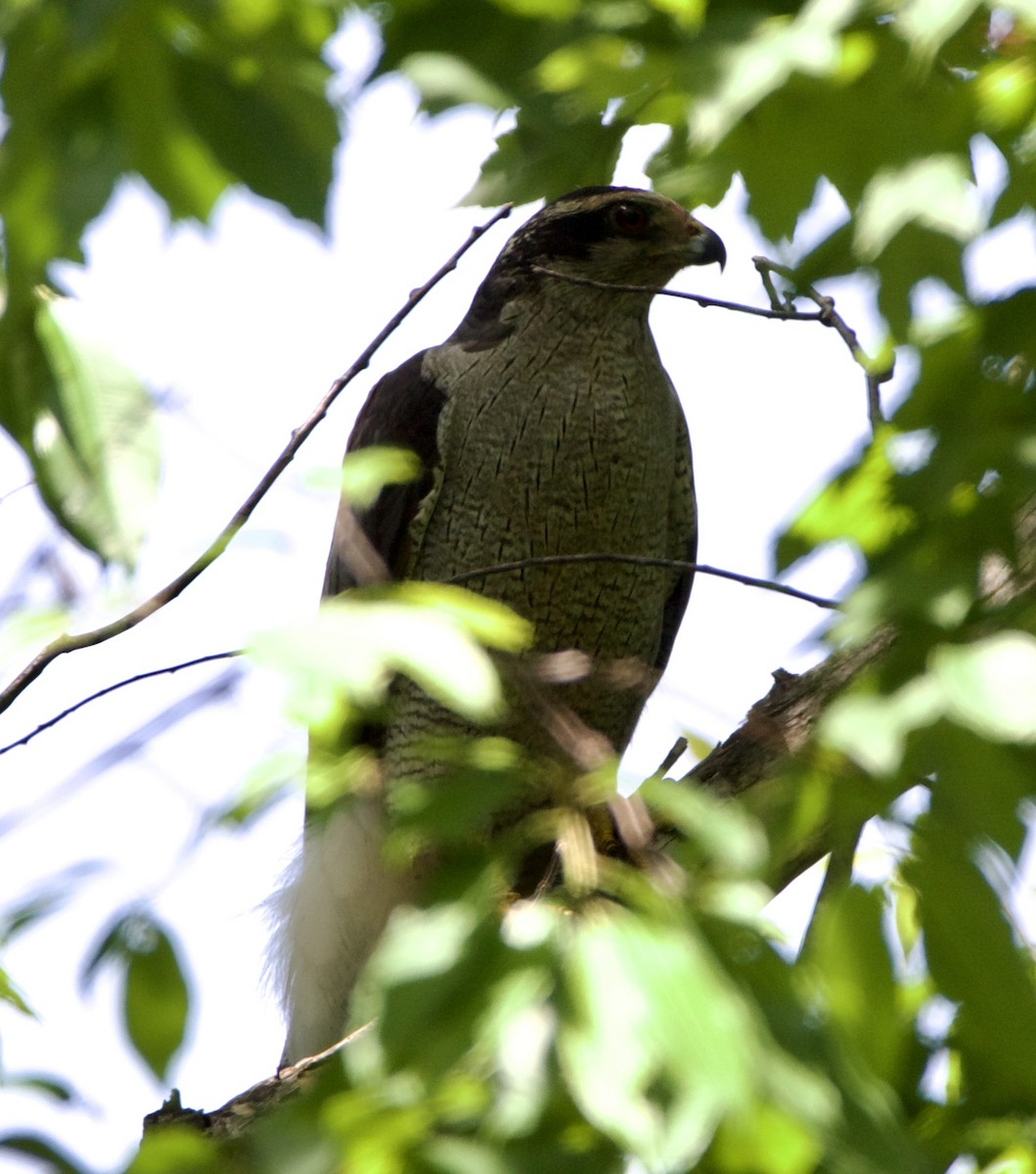 American Goshawk - ML620513763