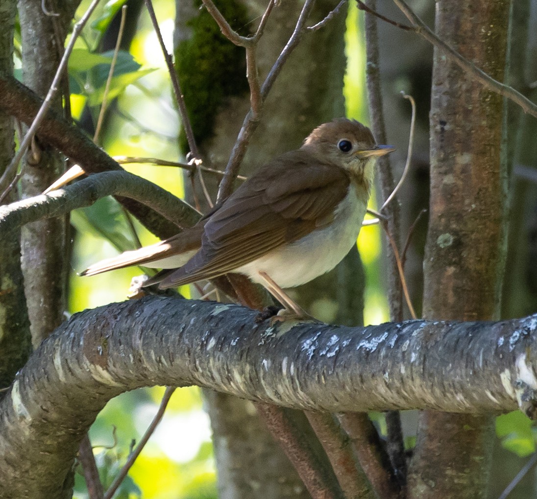 Veery - ML620513765