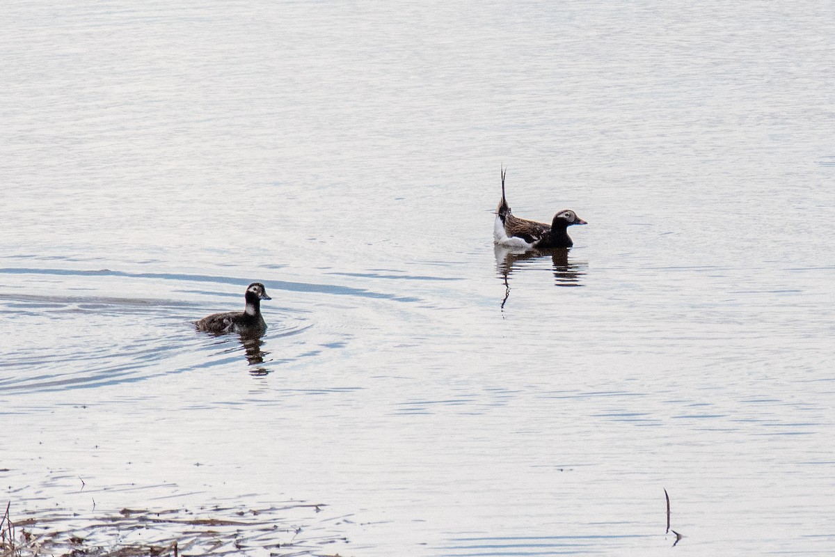 Long-tailed Duck - ML620513766