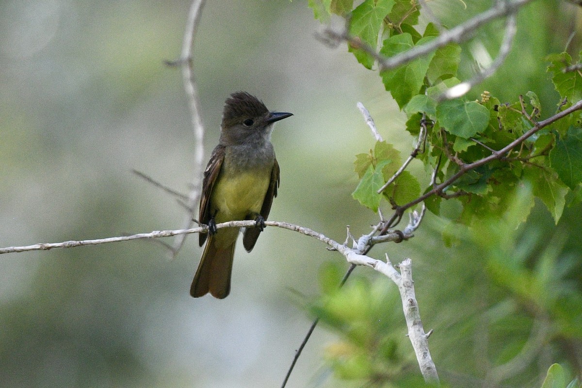 Great Crested Flycatcher - ML620513769