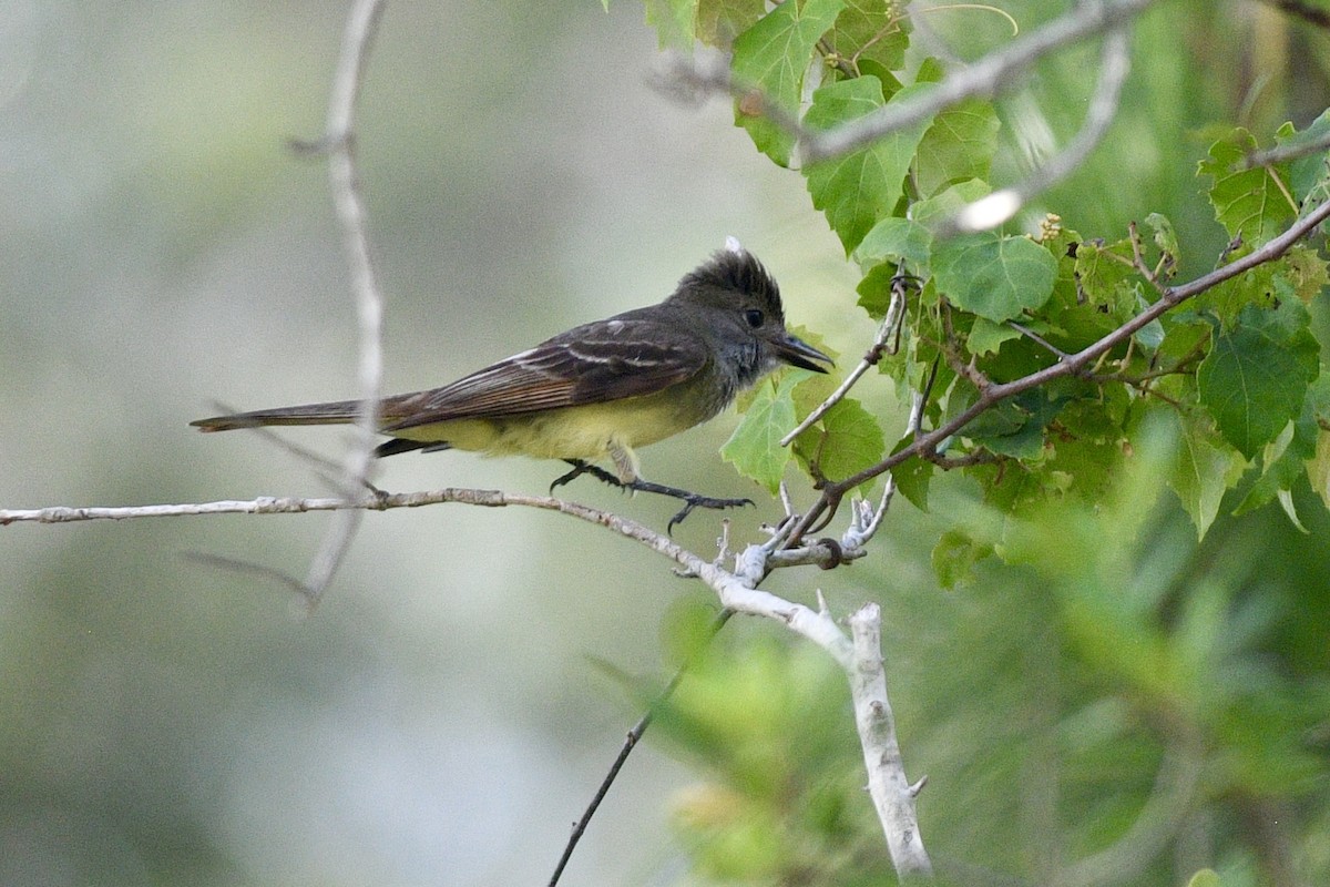 Great Crested Flycatcher - ML620513770