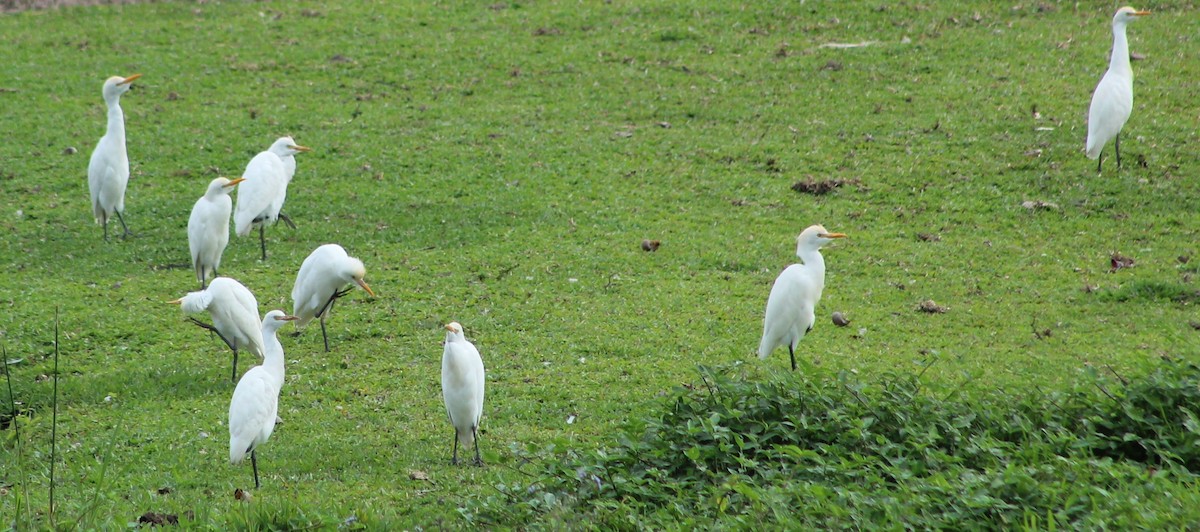 Чапля єгипетська (підвид ibis) - ML620513772