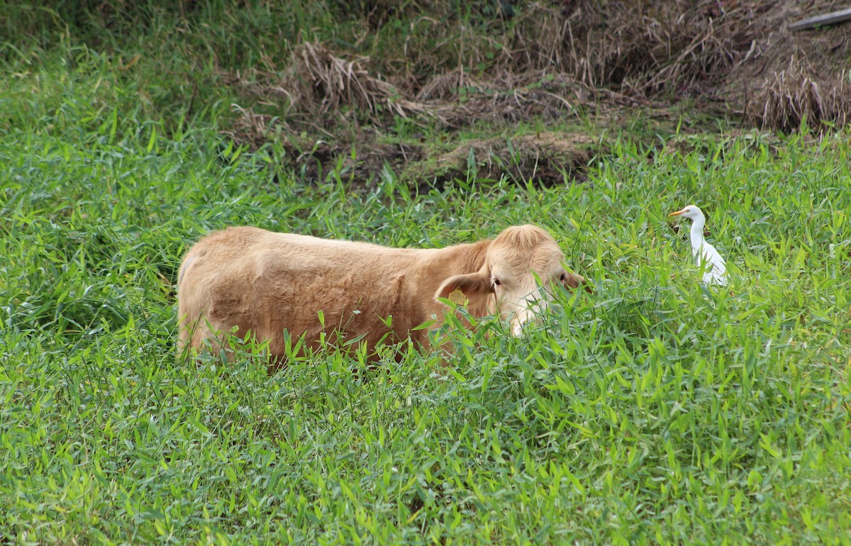 Western Cattle Egret - ML620513773