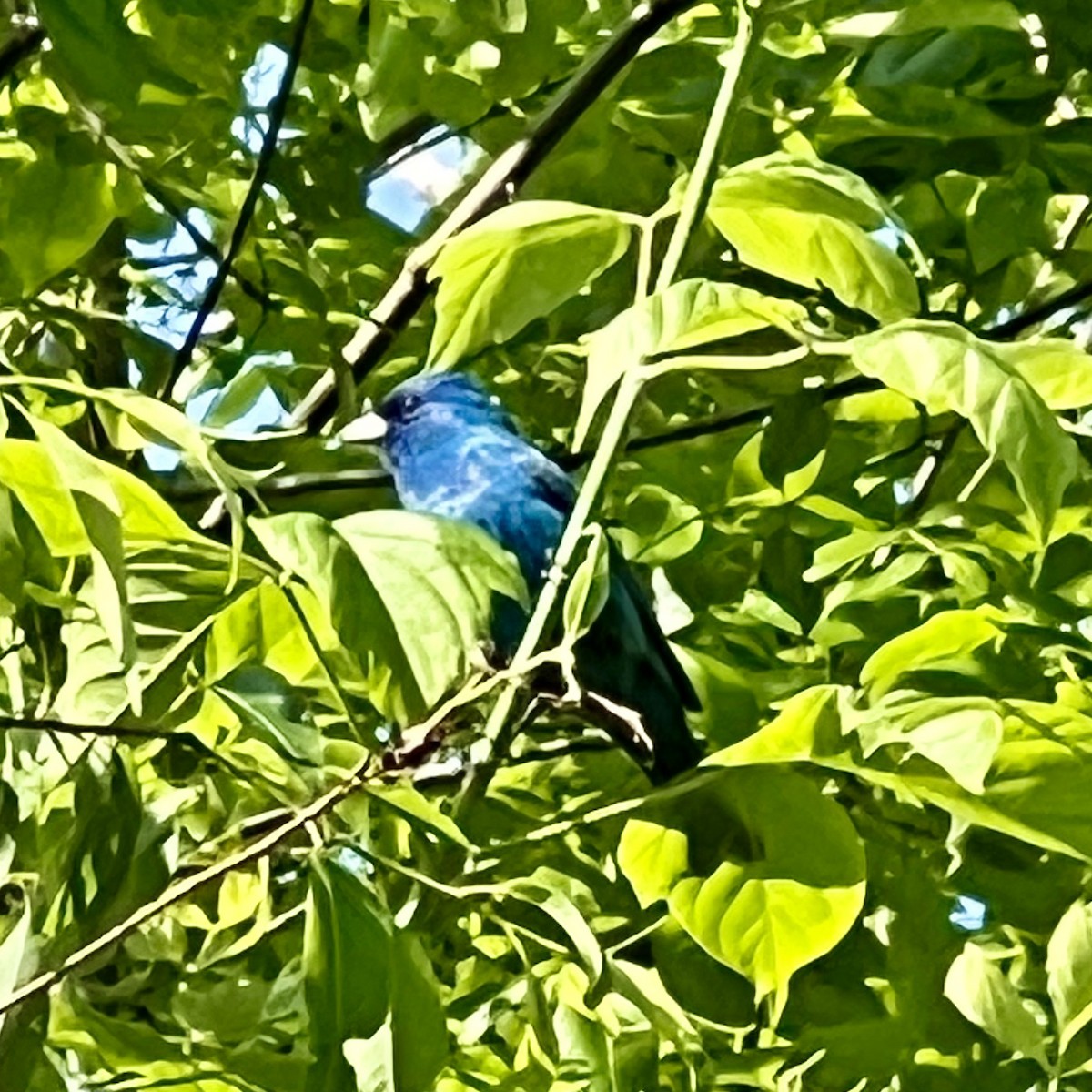 Indigo Bunting - ML620513782