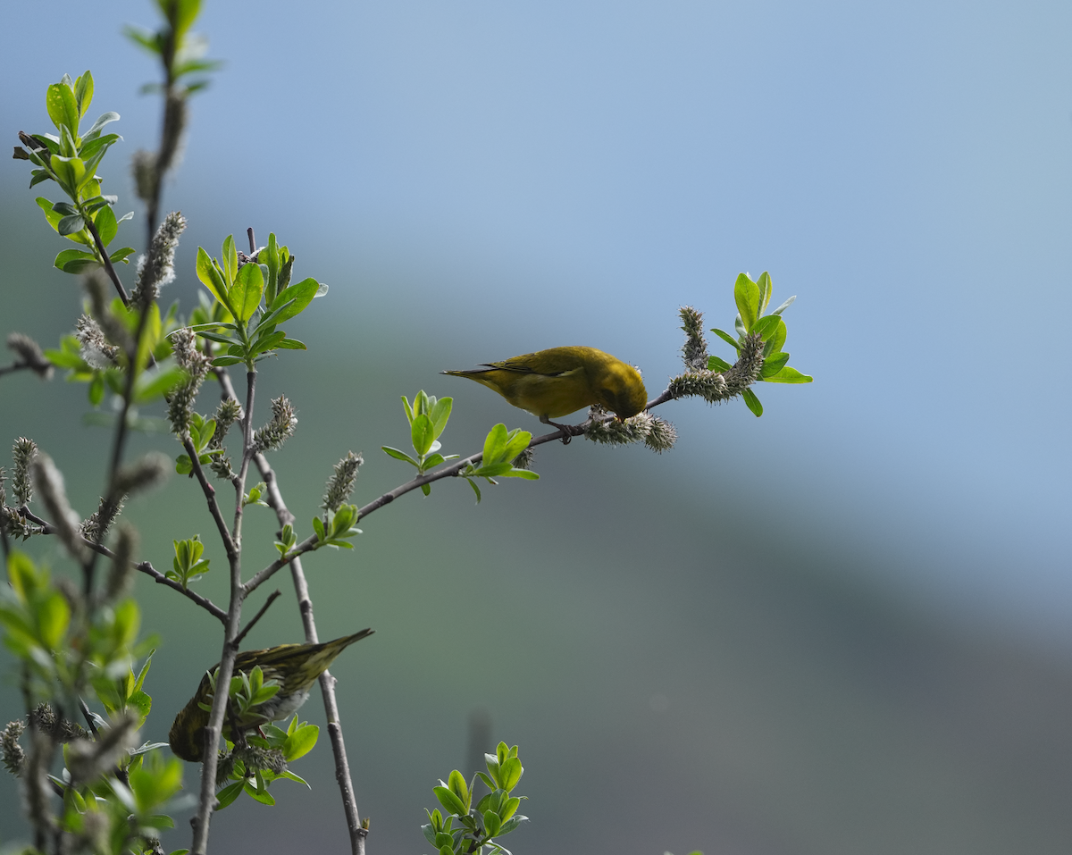 Tibetan Serin - Zhongyu Wang