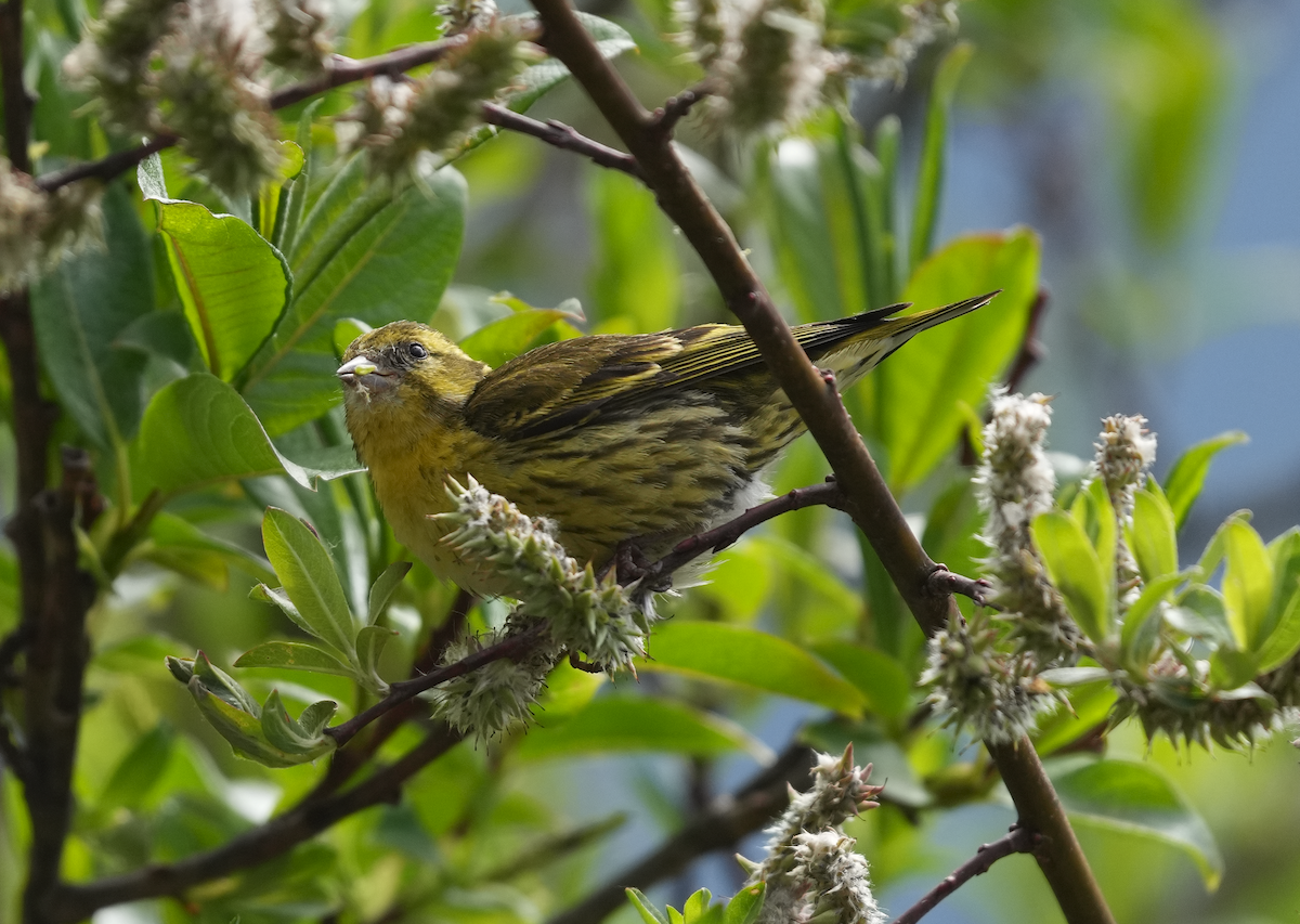 Tibetan Serin - Zhongyu Wang