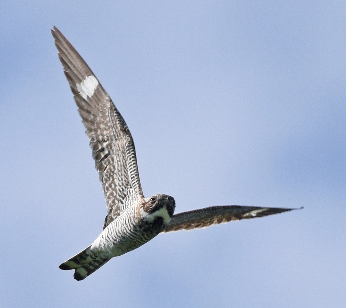 Common Nighthawk - Steven Mlodinow