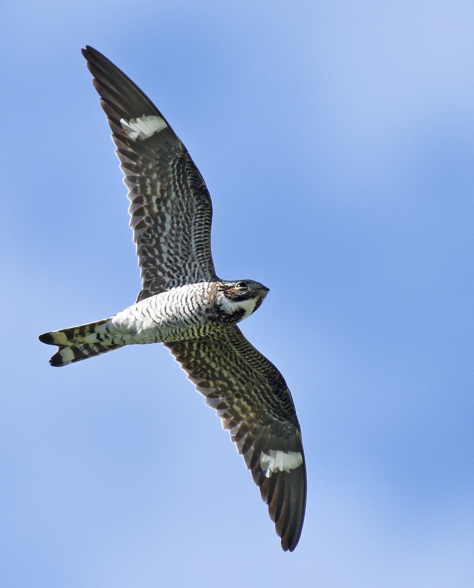 Common Nighthawk - ML620513790