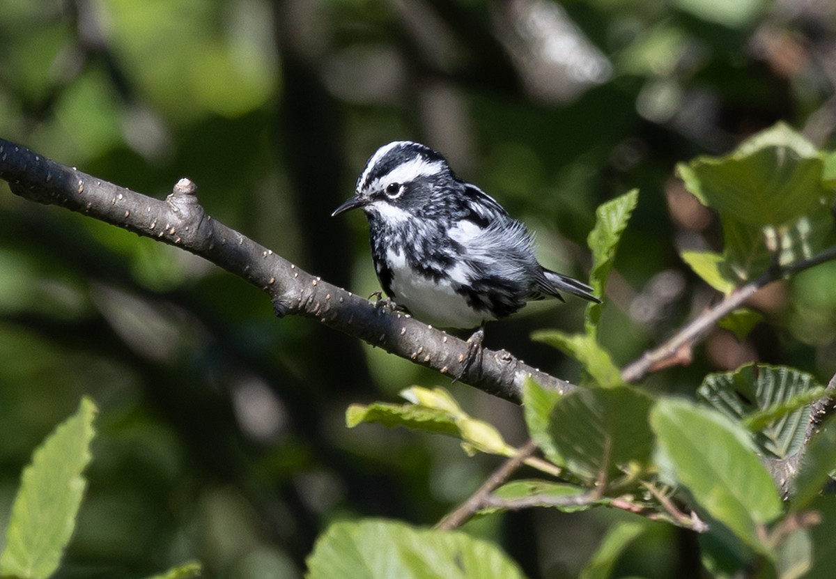 Black-and-white Warbler - ML620513800