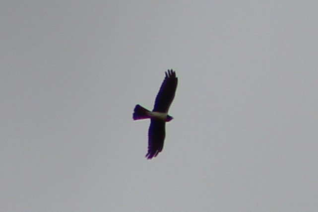 Long-winged Harrier - ML620513802