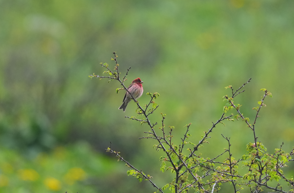 Common Rosefinch - ML620513806