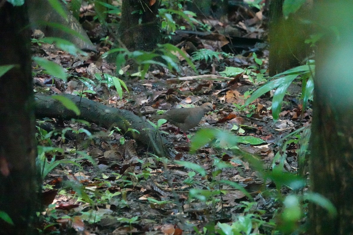 Gray-chested Dove - ML620513809