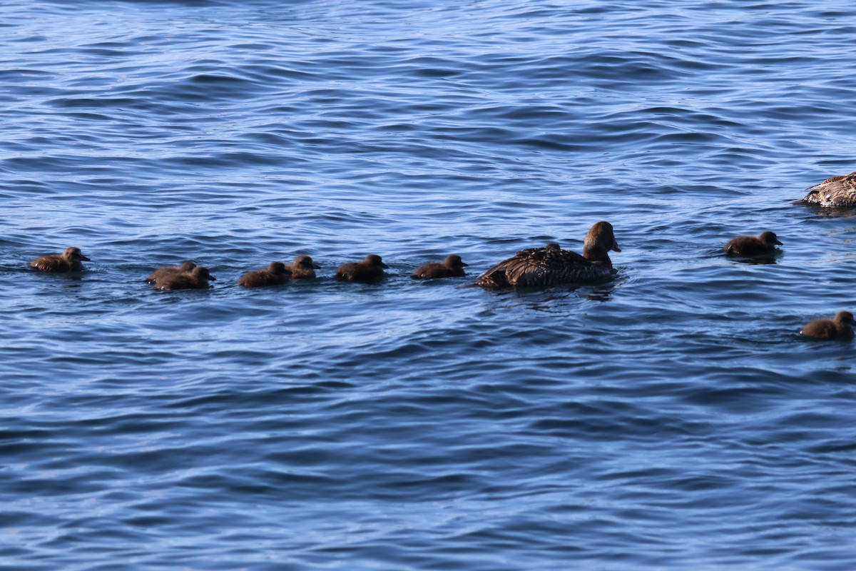 Common Eider - ML620513823