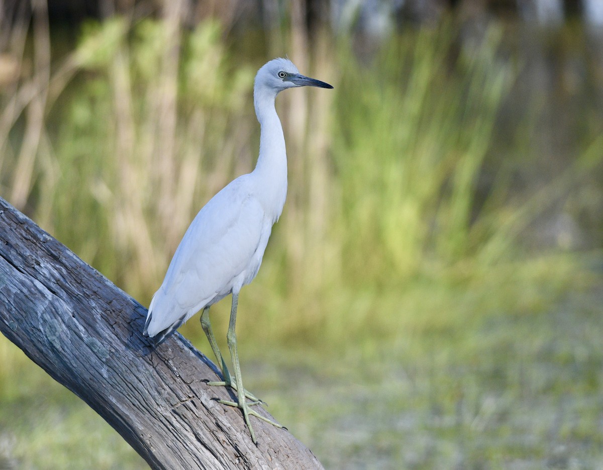 Little Blue Heron - ML620513824