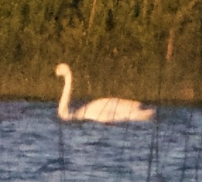 Tundra Swan - ML620513828