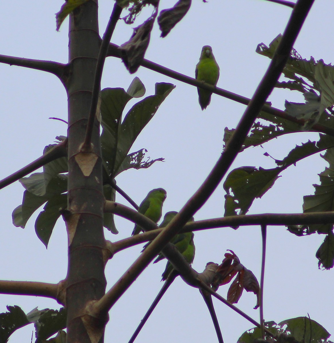 Cobalt-rumped Parrotlet - ML620513843