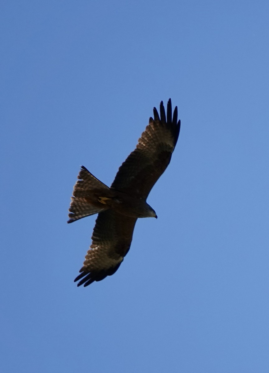 Black Kite - Dave Ebbitt