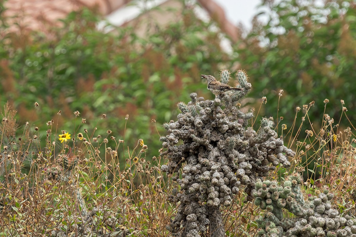 Cactus Wren - ML620513845