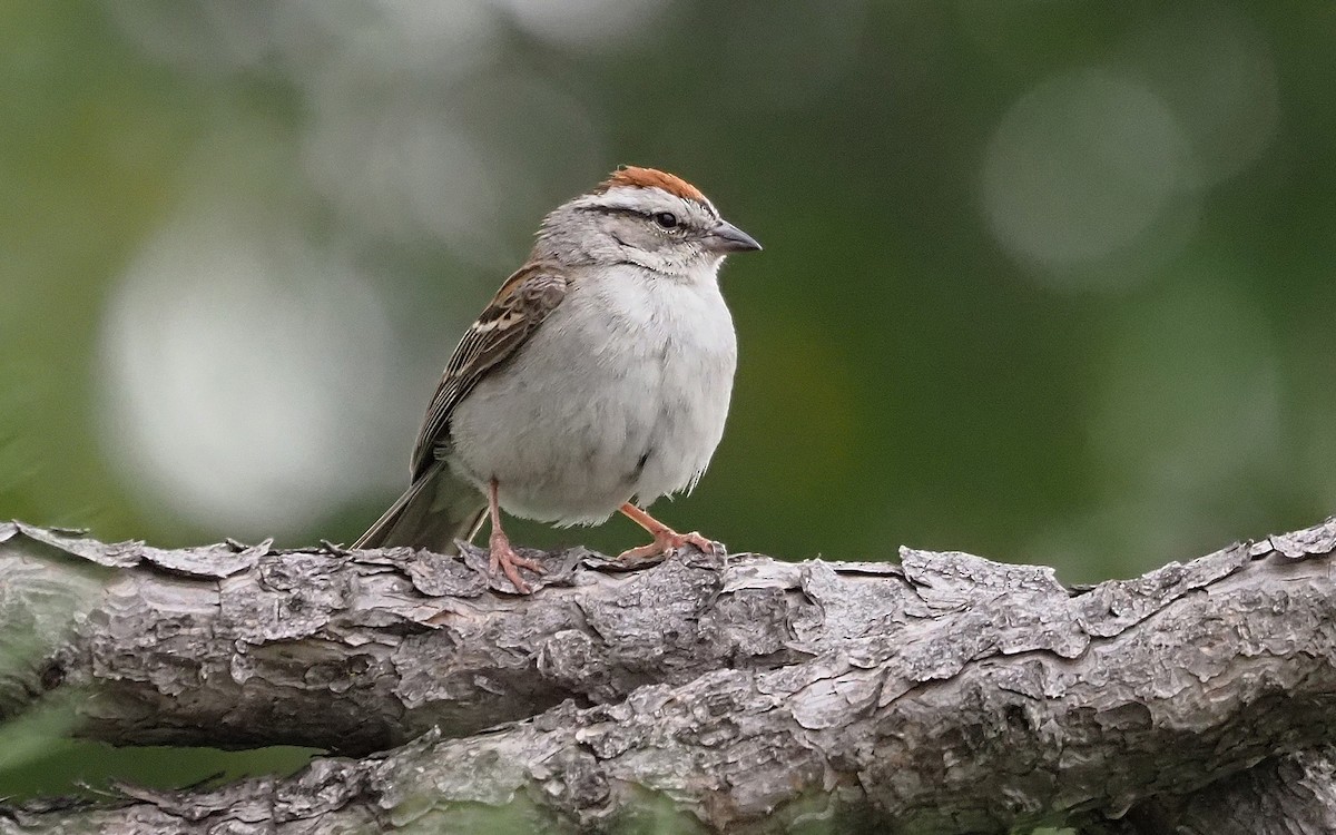 Chipping Sparrow - ML620513846