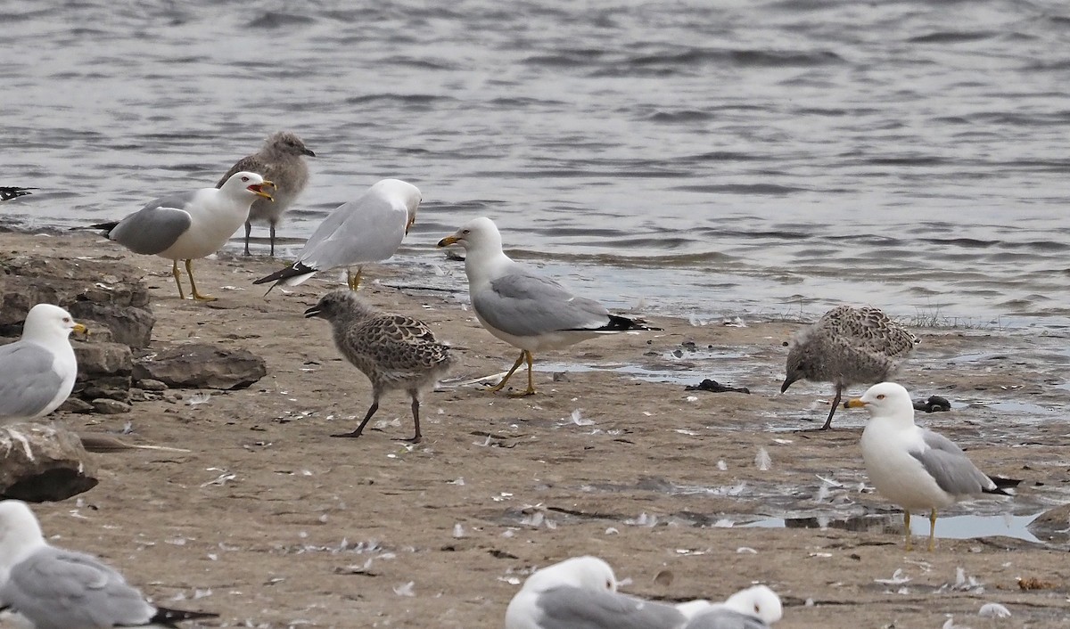 Ring-billed Gull - ML620513849