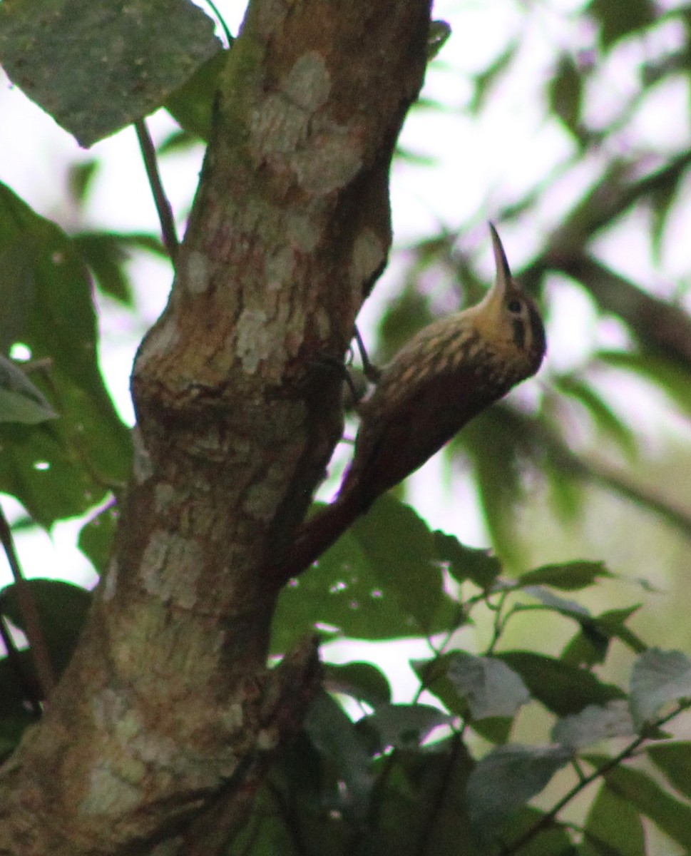 Lesser Woodcreeper - Pedro Behne