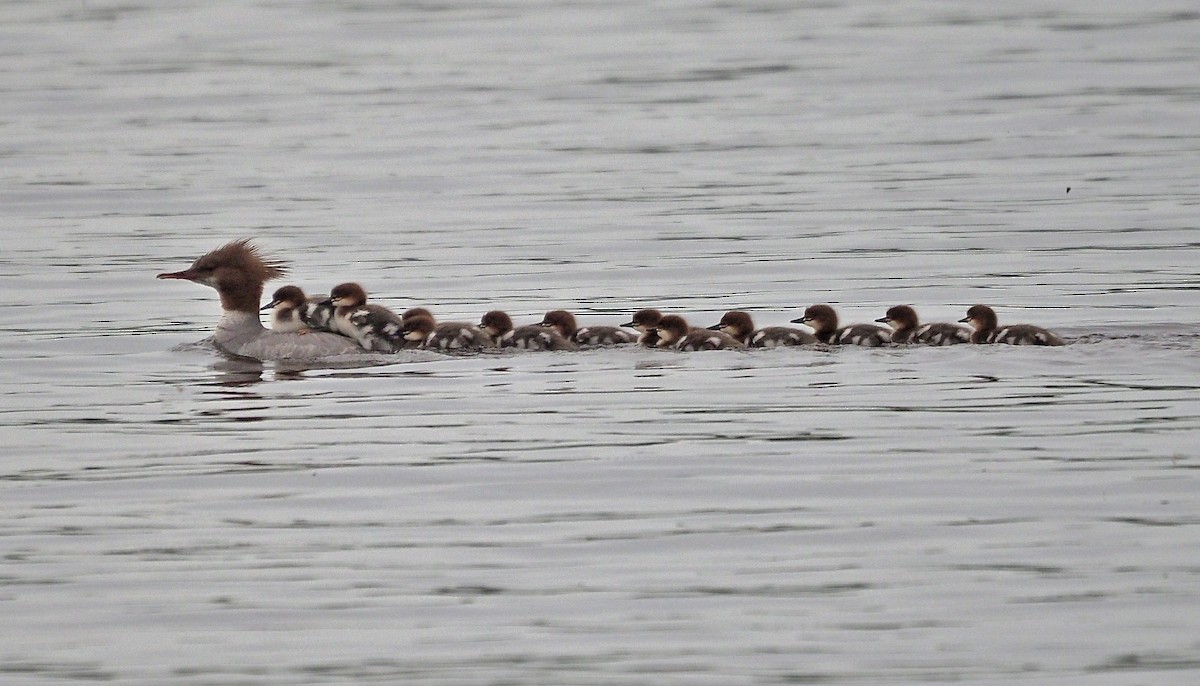 Common Merganser - ML620513852