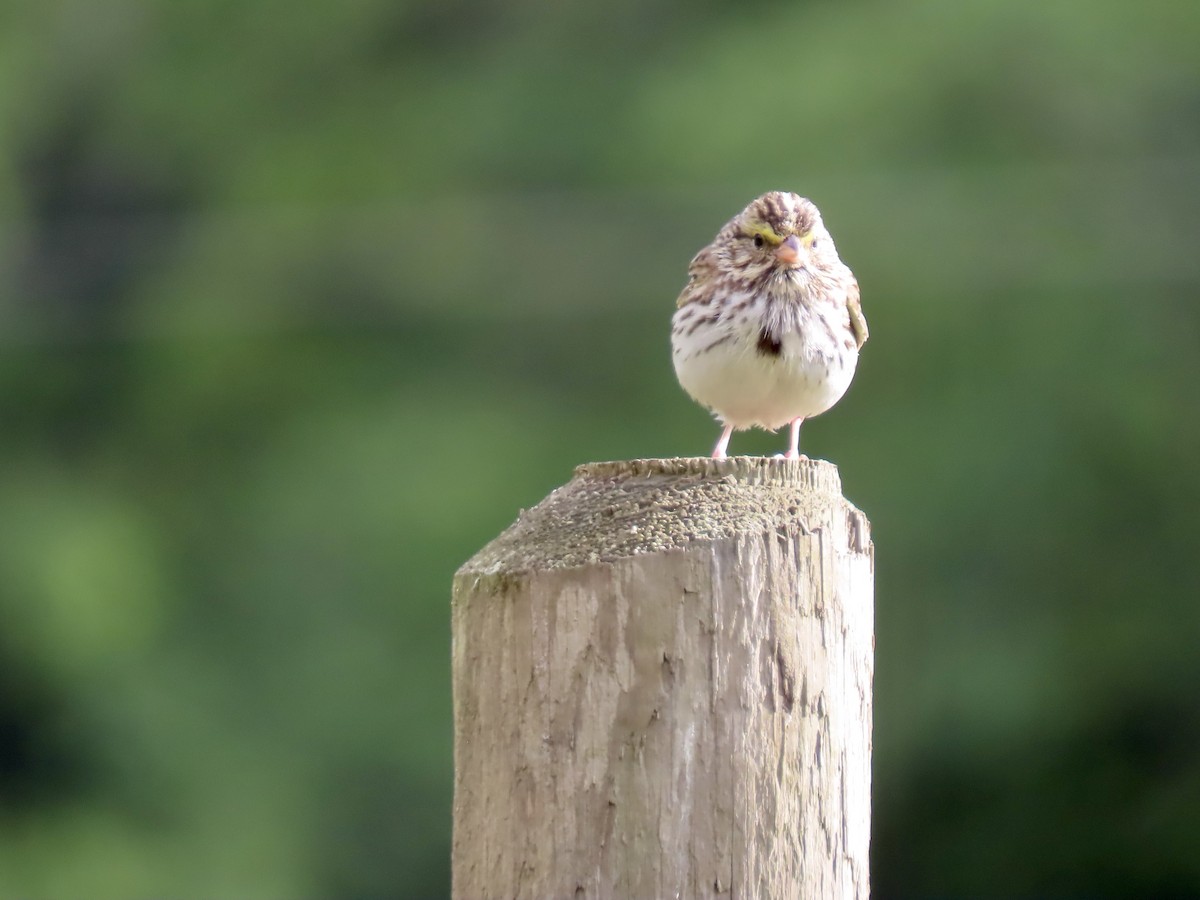 Savannah Sparrow - ML620513860