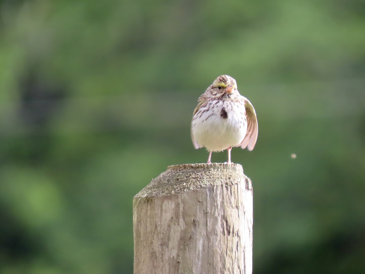 Savannah Sparrow - ML620513861