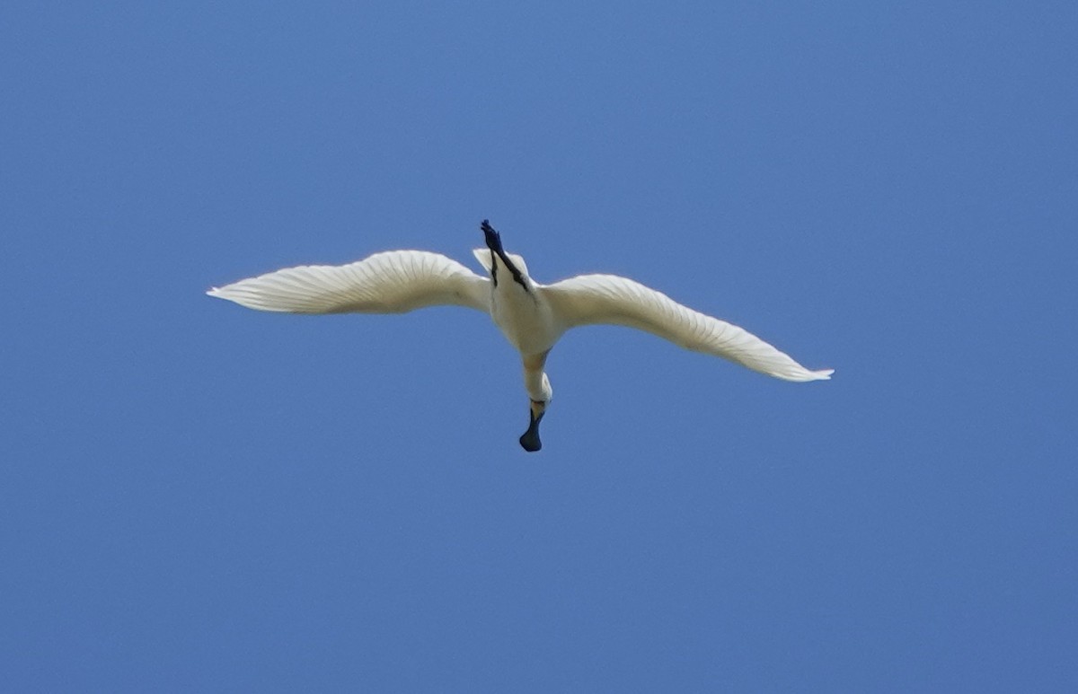 Eurasian Spoonbill - Dave Ebbitt