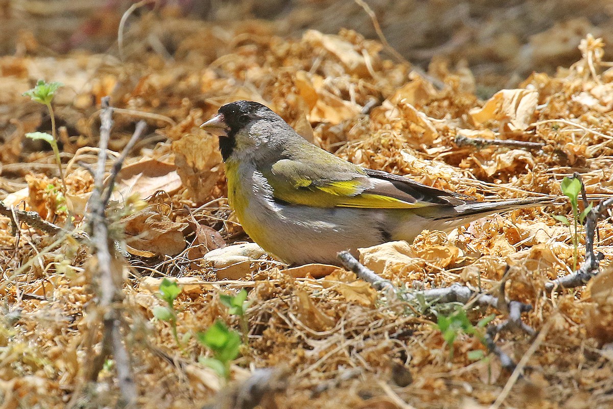 Lawrence's Goldfinch - ML620513867