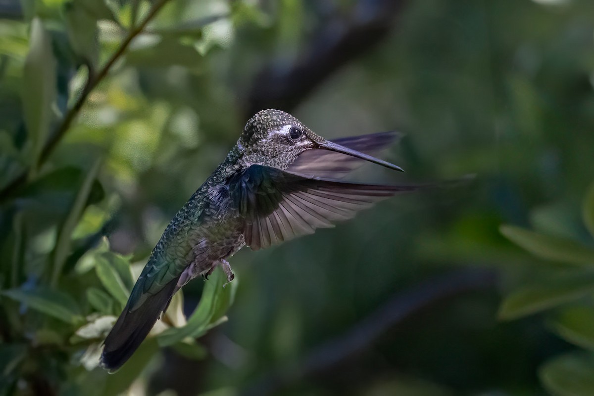 Rivoli's Hummingbird - ML620513868