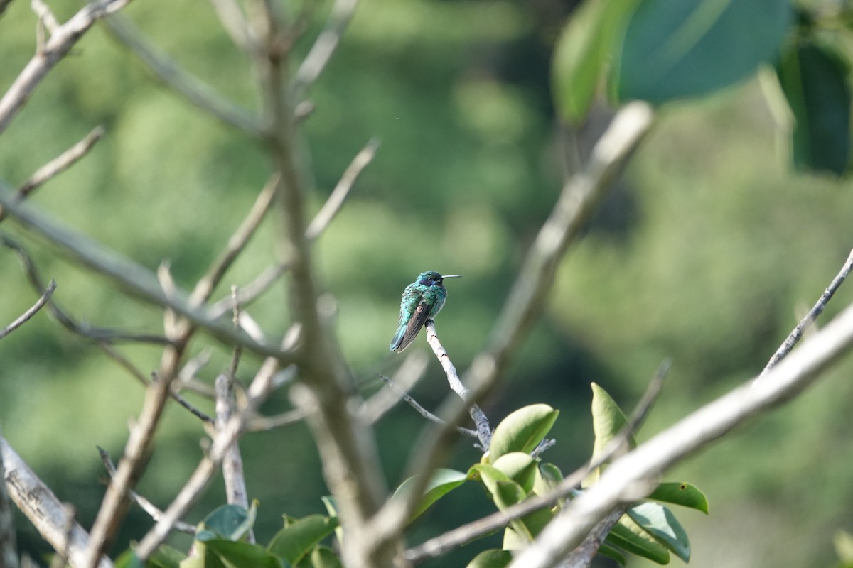 Blue-vented Hummingbird - Jarrett Lewis