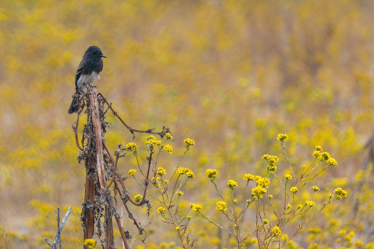 Black Phoebe - Ruslan Balagansky