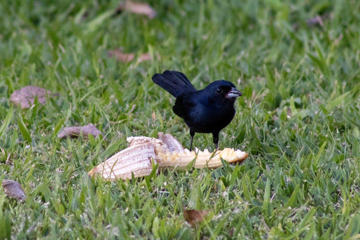 Ruby-crowned Tanager - ML620513873