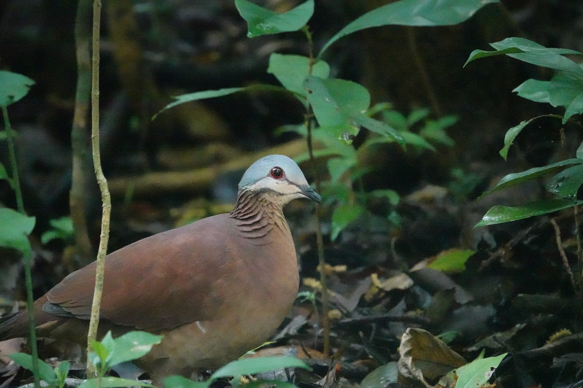 Chiriqui Quail-Dove - ML620513875