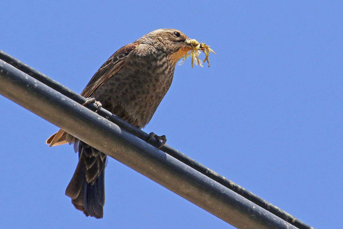 Red-winged Blackbird - Joan Tisdale