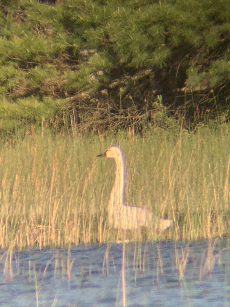 Tundra Swan - ML620513877