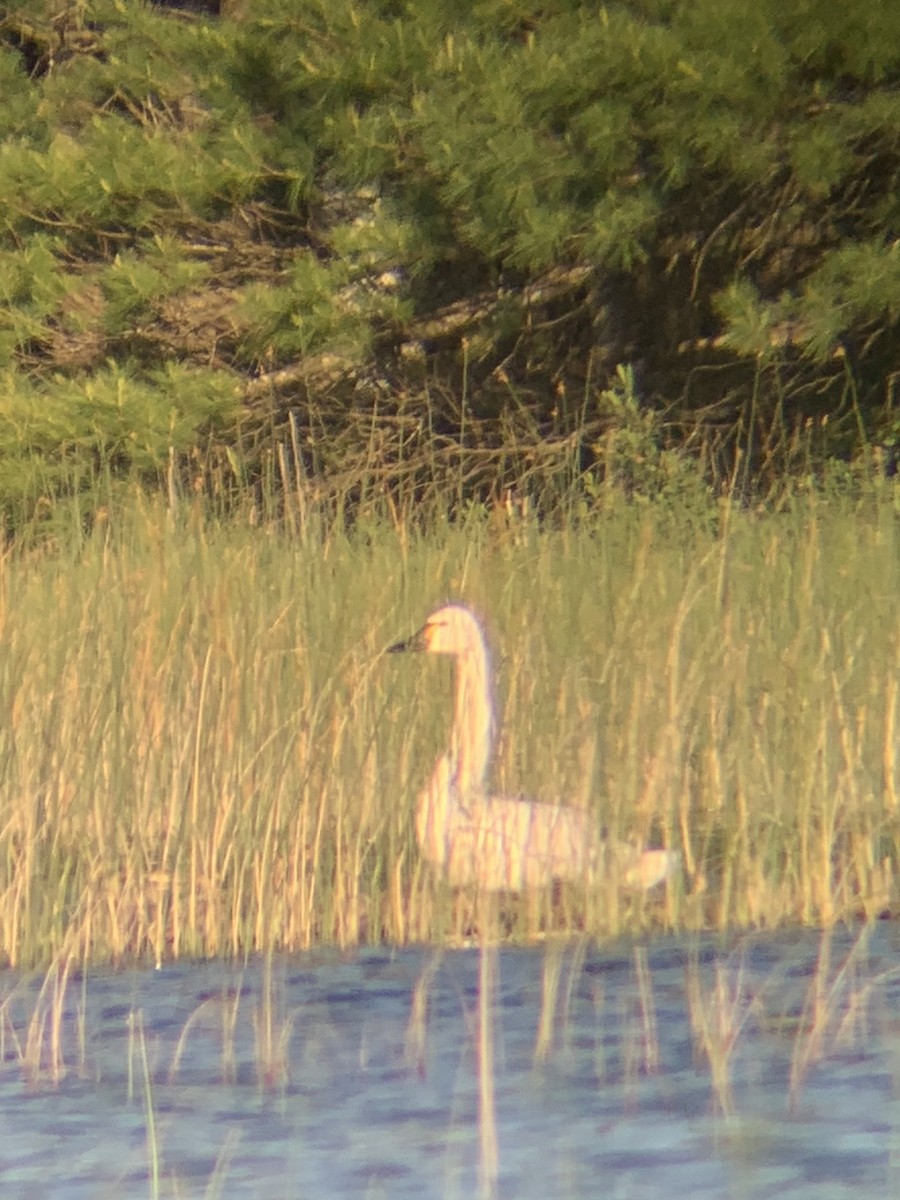 Cygne siffleur - ML620513880